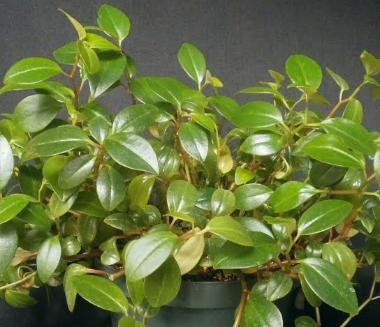 Hoofd peperomia