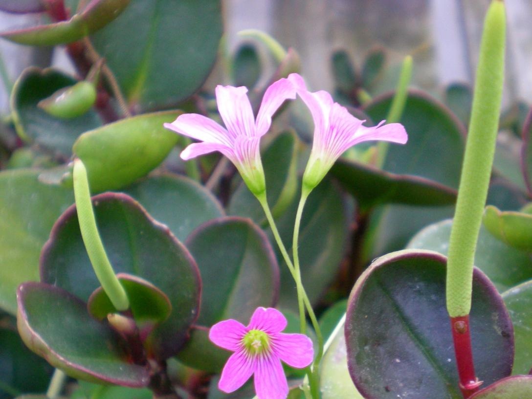 Blomstrende peperomia