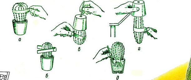 transplantasjon