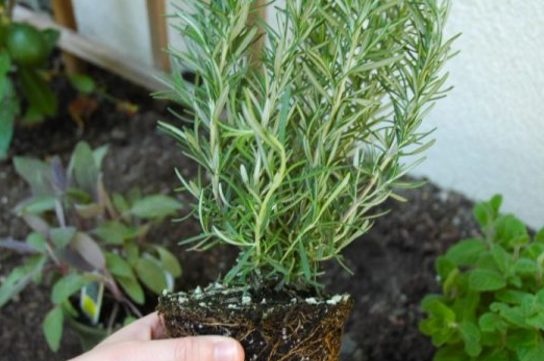 Rosemary transplant