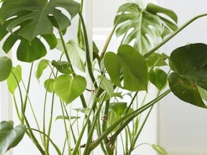 Monstera Flower - Mga Palatandaan at Pahiwatig