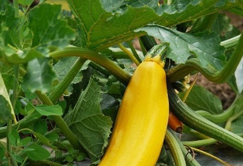 plante zucchini