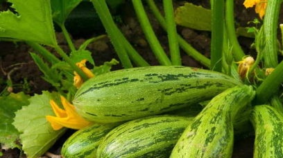 wanneer courgette te planten