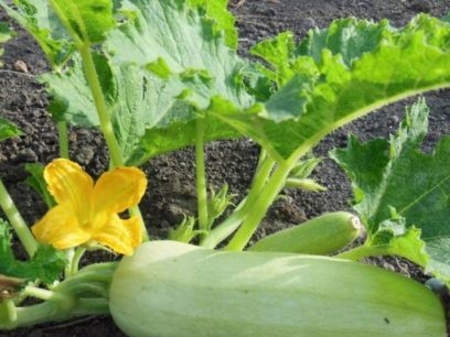 wanneer courgette in 2019 te planten