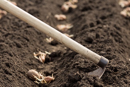 aardappelen planten in het voorjaar