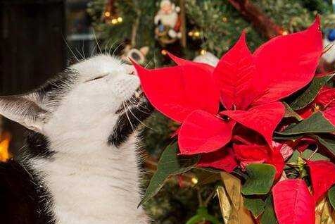 Poinsettia en kat