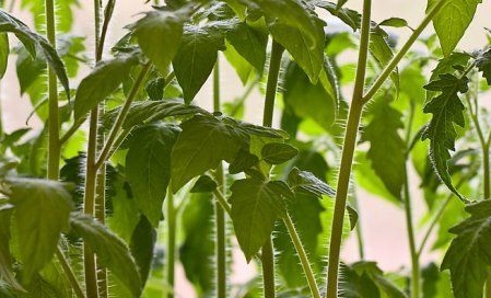 overwoekerde tomaten