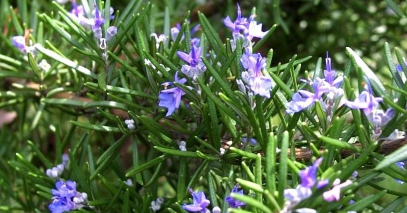 Rosemary