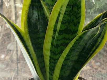 Sansevieria met drie richtingen