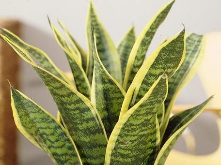 Sansevieria