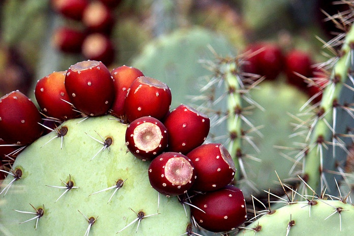 Prickly peras