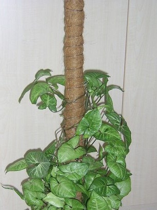 Støtte for syngonium