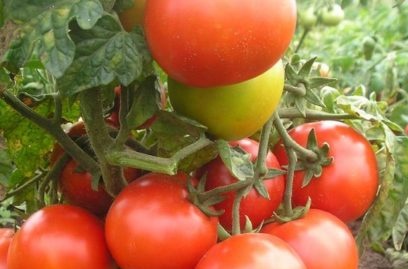 tomatenrassen die bestand zijn tegen de late ziekte