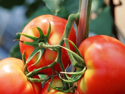 huli na blight lumalaban na mga kamatis na varieties