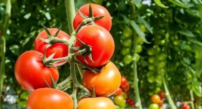 tomatenrassen die bestand zijn tegen de late ziekte