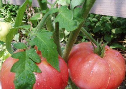 huli na blight lumalaban na mga kamatis na varieties