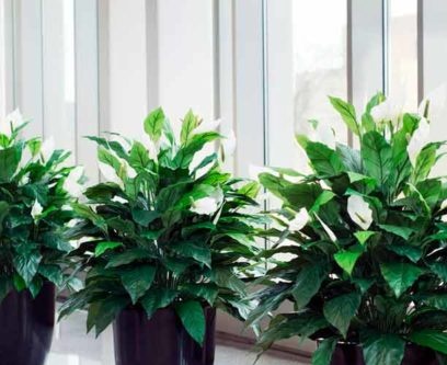 Hoe lang bloeit spathiphyllum thuis