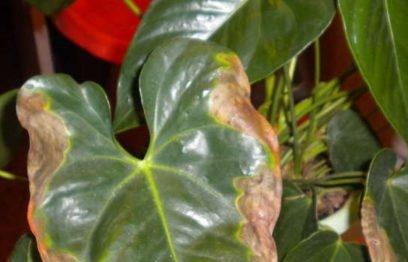 Anthurium ziekte