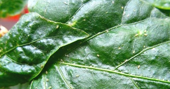 Aphids