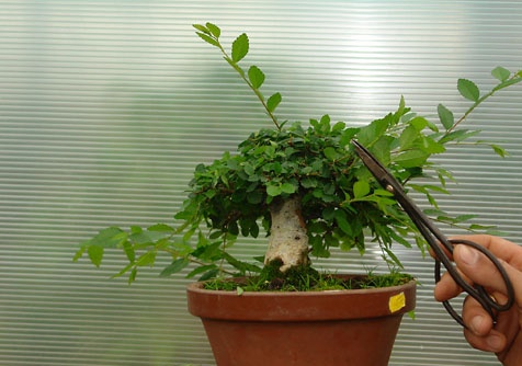 Ficus snoeien