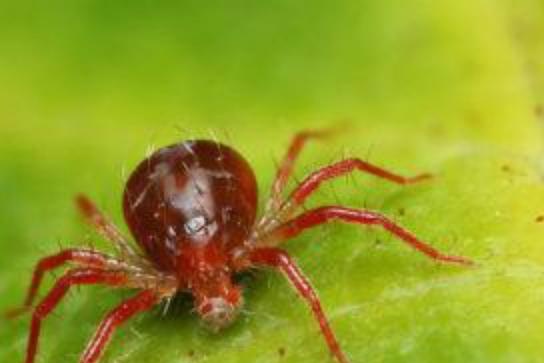 Spider mite