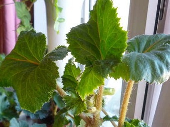 Mangel på blomstring i begonia