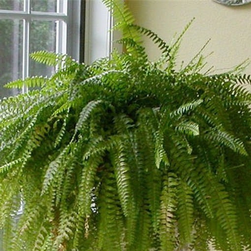 Fern verlichting