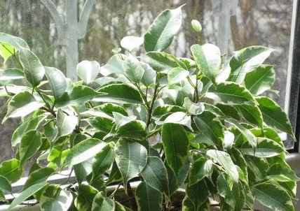 Ficus Verlichting