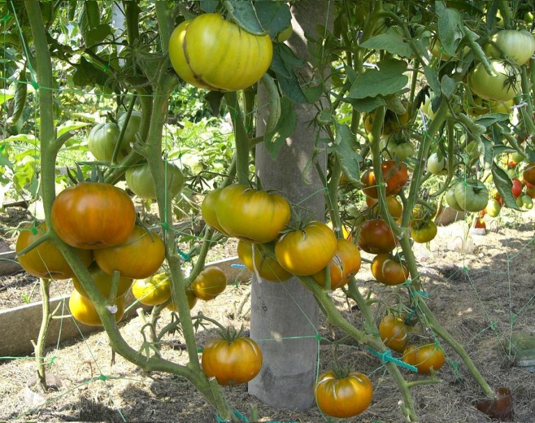 mga kamatis para sa mga greenhouse, berdeng varieties