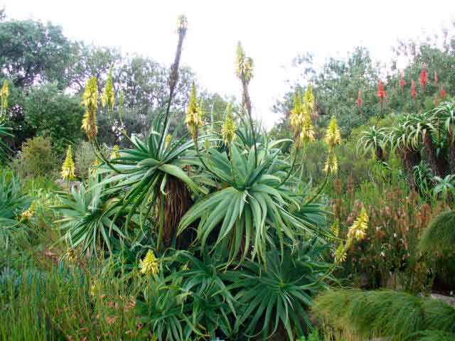 Aloe tre