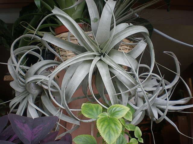 Tillandsia Atmospheric