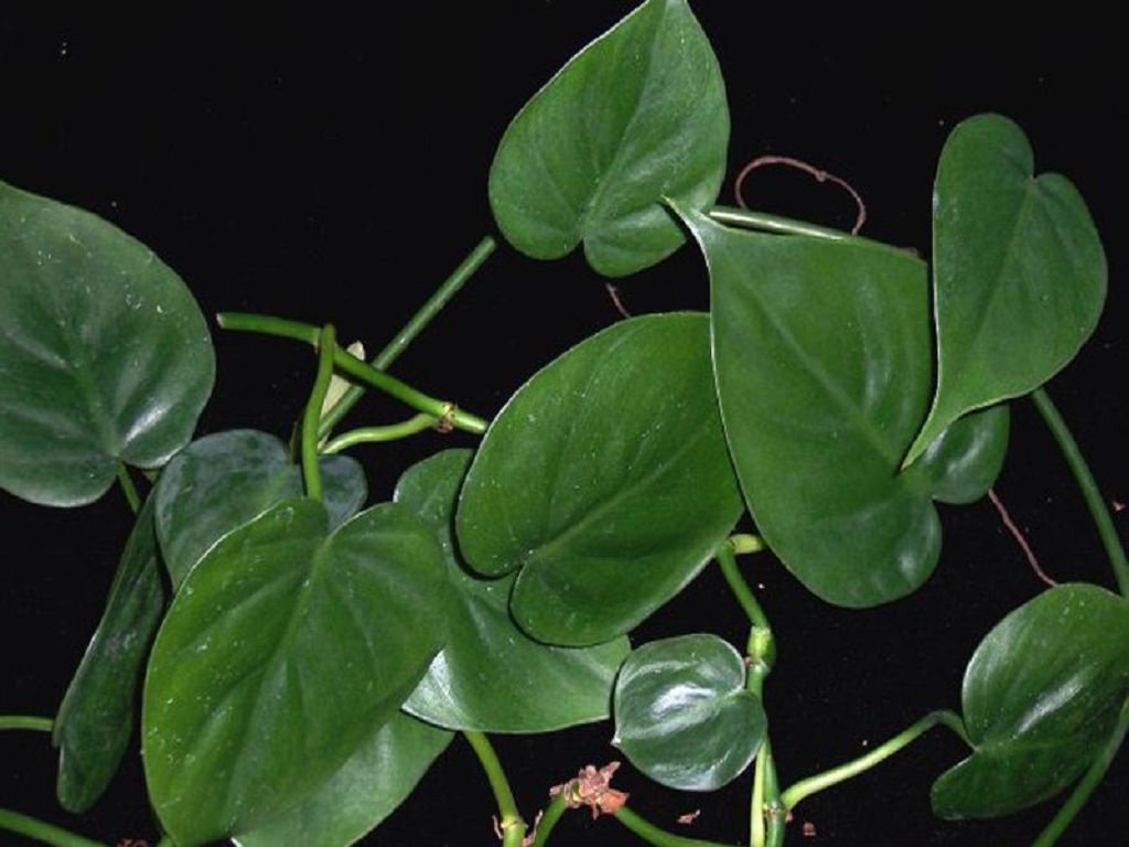 Klatring Philodendron