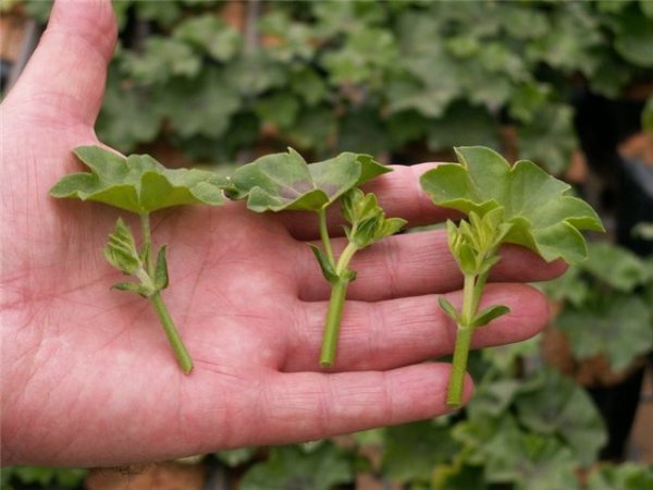 Voortplanting door stekken