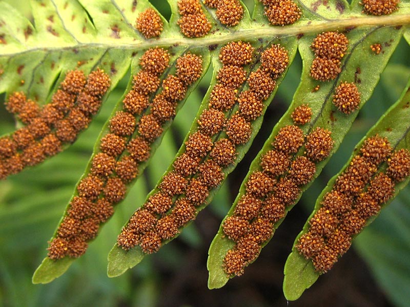 Nag-spores si Fern