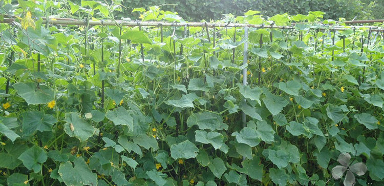 Cucumber Garter