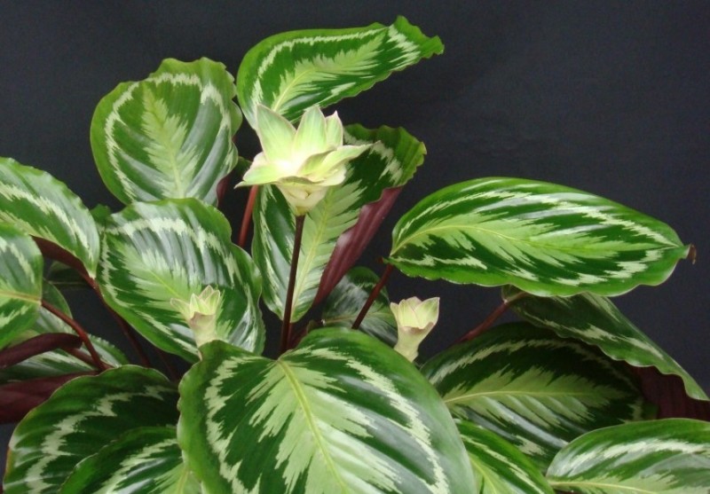 Calathea Veitch