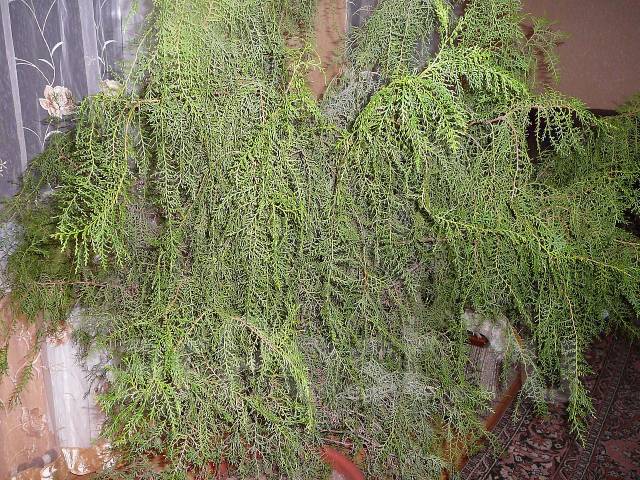 Thuja-rom