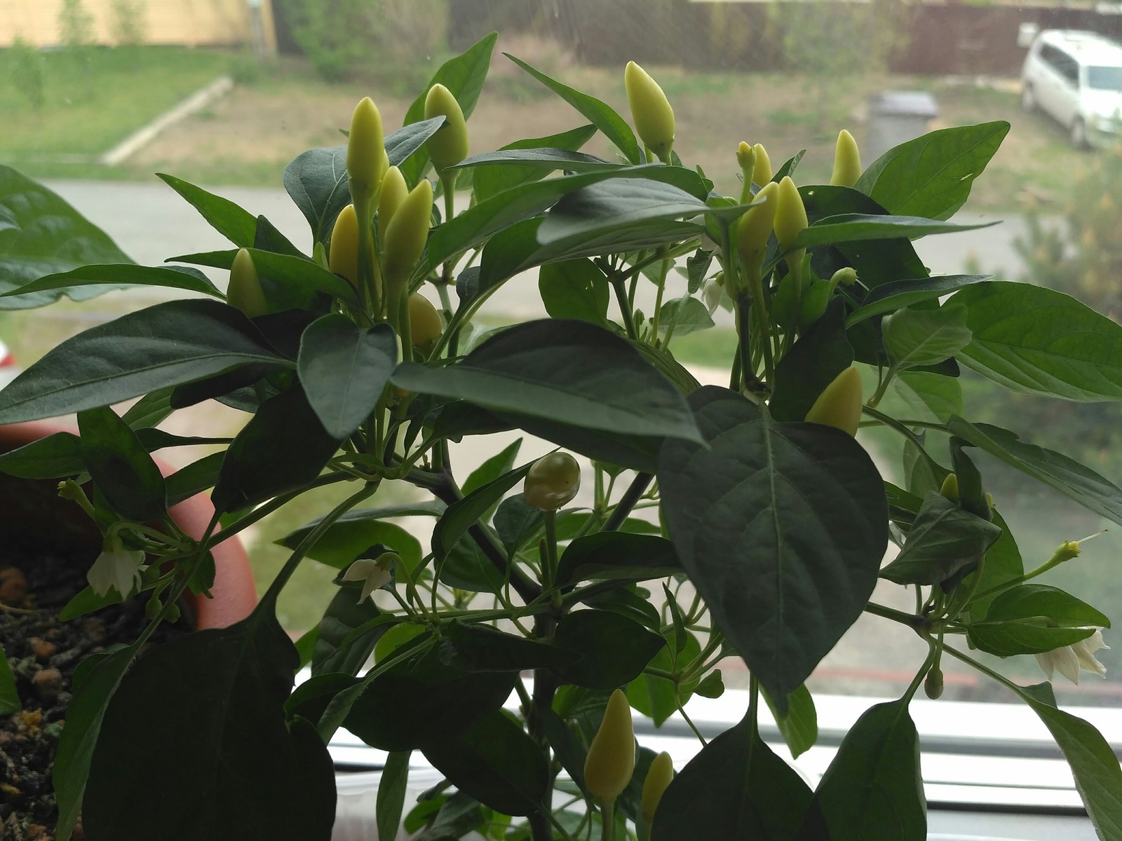 Chilli sa windowsill