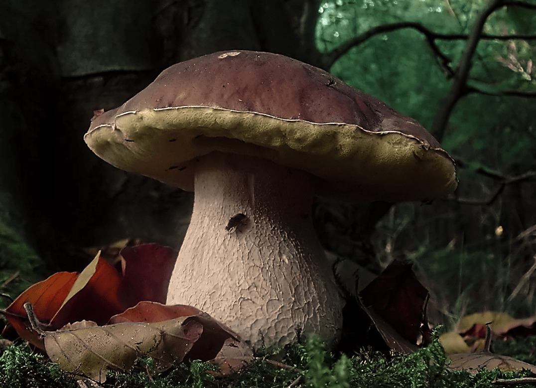 Boletus