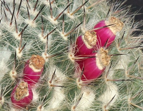 mammillaria