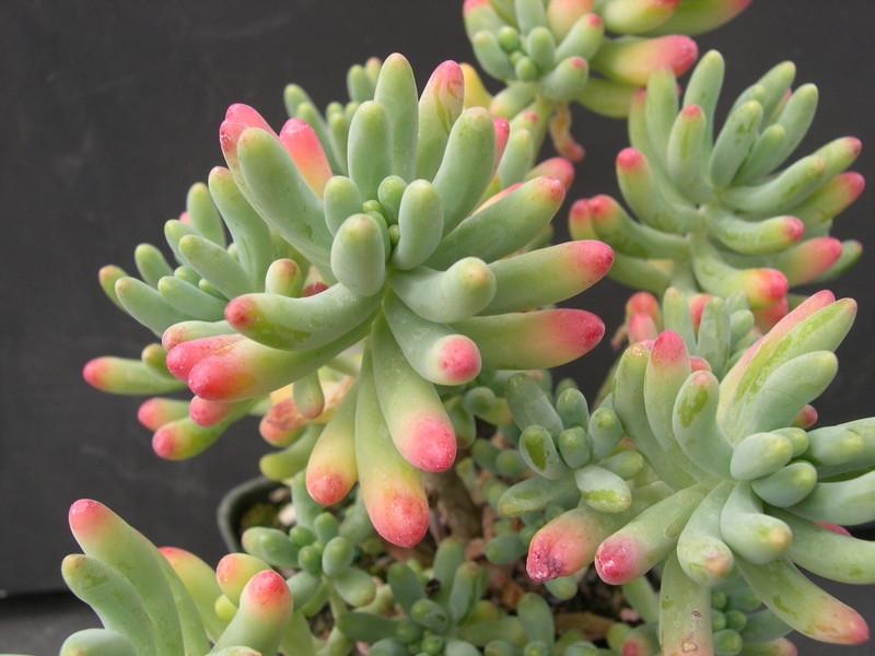 Sedum pachyphyllum