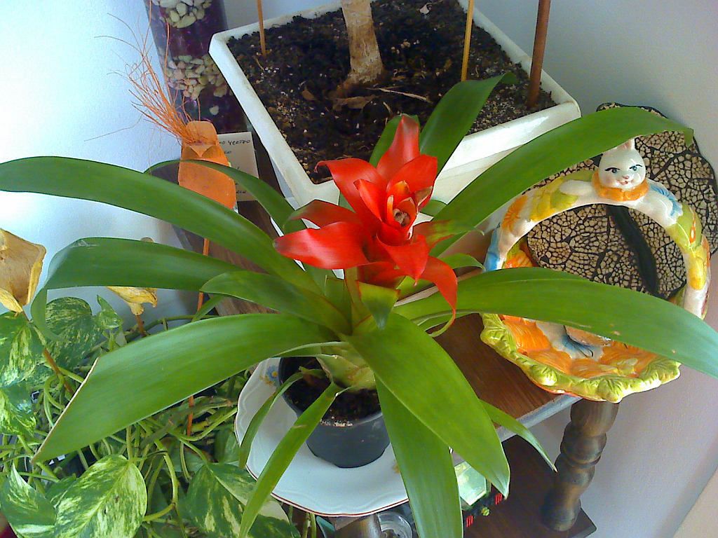 bromeliad