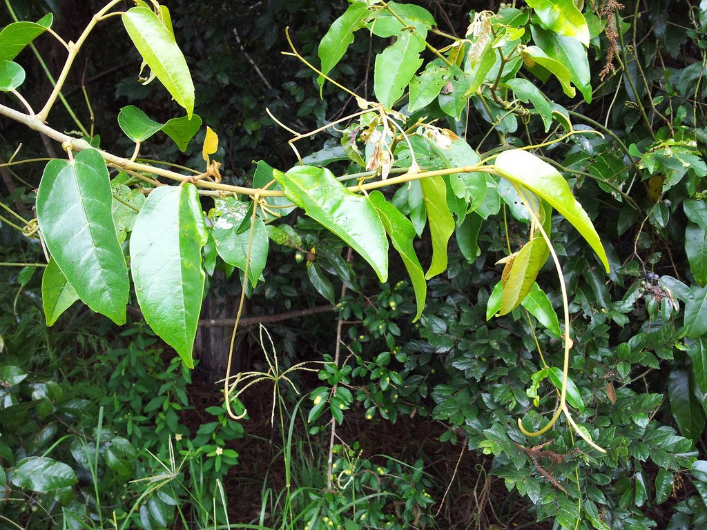 Antarctic cissus