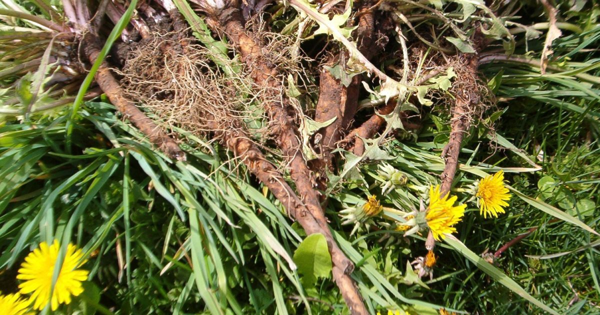 Dandelion root