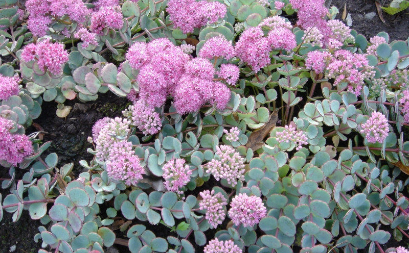 Sedum sieboldii