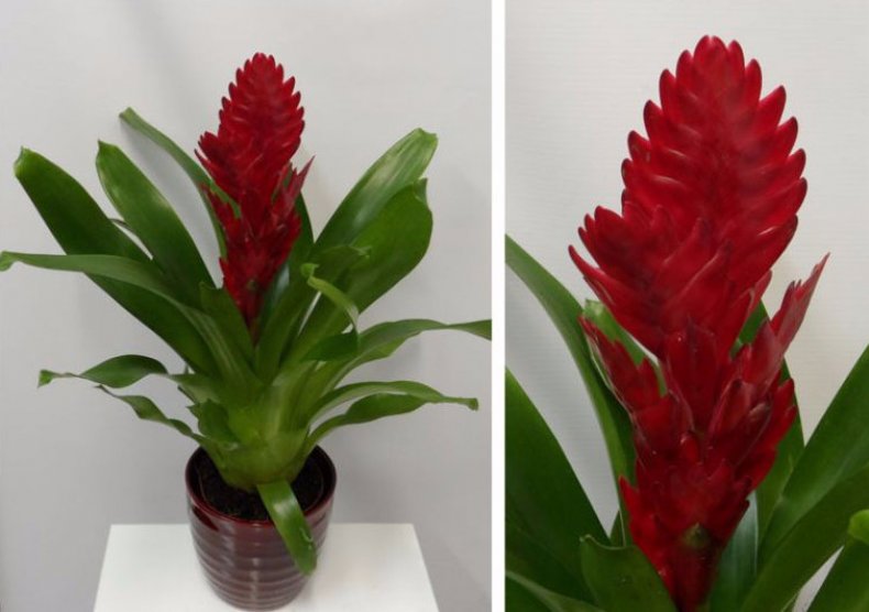 Bromeliad