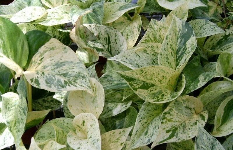 Scindapsus Marble Queen