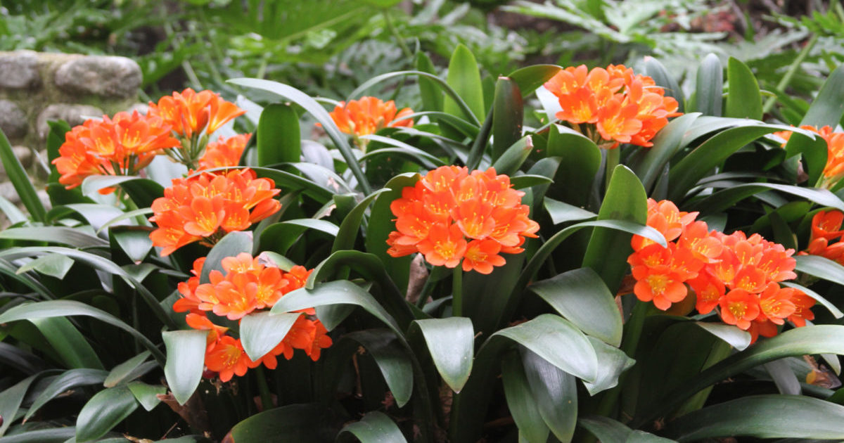 clivia