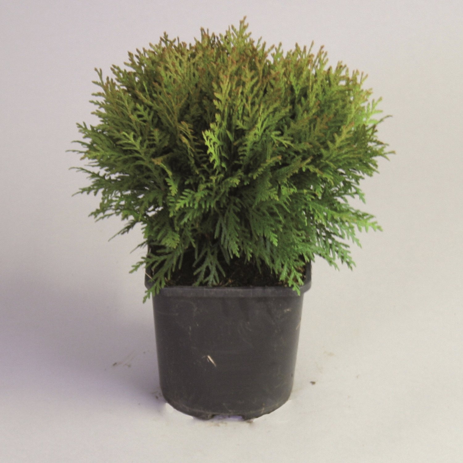 Thuja