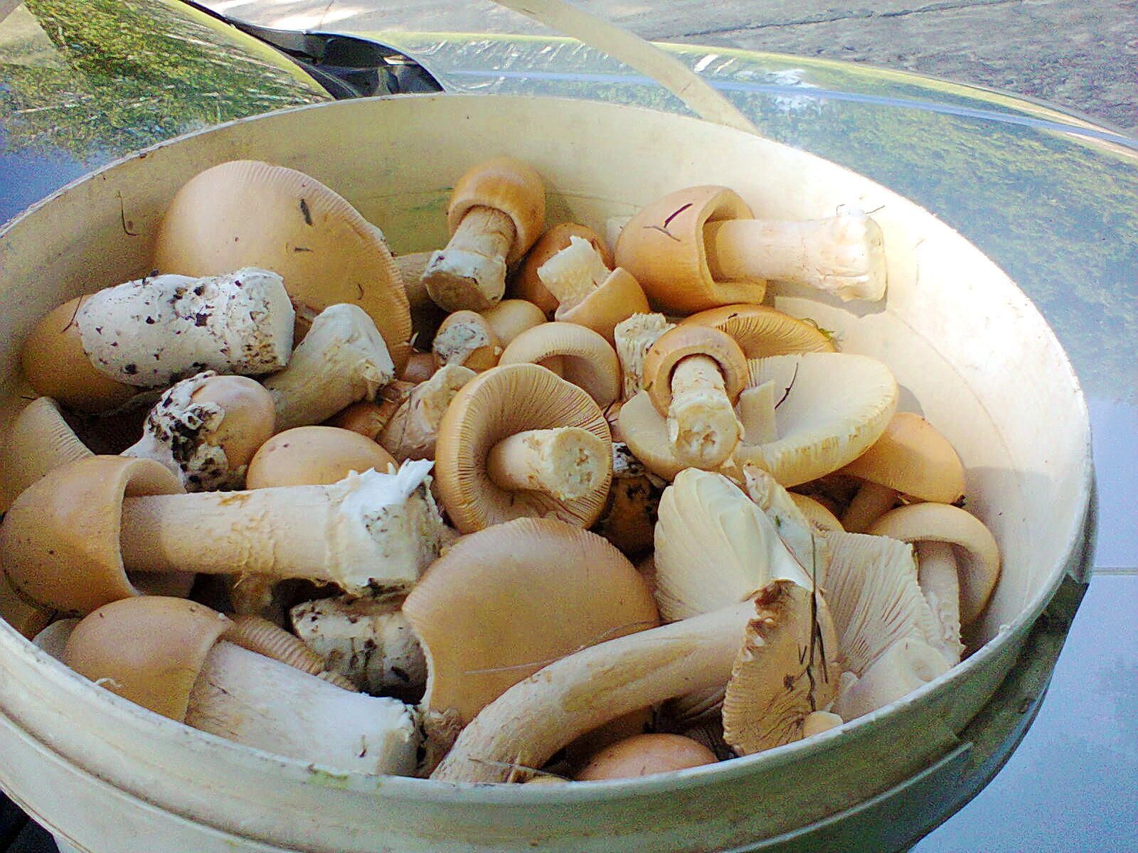 champignons